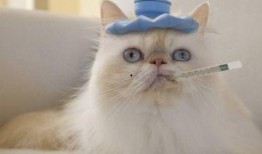 貓咪可以吃白瓜,白瓜的妙用與營養(yǎng)解析