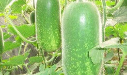 吃老方瓜減肥嗎,揭秘瓜類減肥新潮流