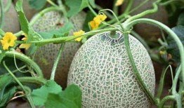 吃瓜放白糖吃有營(yíng)養(yǎng)嗎