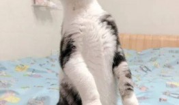 吃瓜貓熱嗎,吃瓜貓如何應對高溫挑戰？