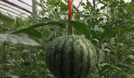 吃瓜甩皮,揭秘娛樂(lè)圈背后的故事