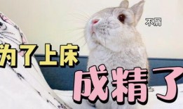 兔子吃福壽瓜嗎,探尋兔子飲食習慣之謎