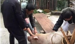 殺豬吃瓜,揭秘農村生活的酸甜苦辣