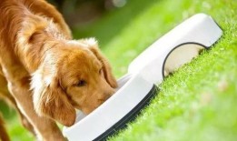 疫情期間吃瓜圖片狗,見證時代變遷的可愛瞬間