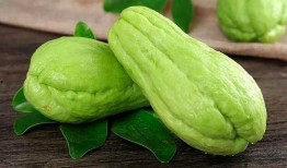 蘭瓜破土多久可以吃,揭秘成熟時間與品嘗佳期