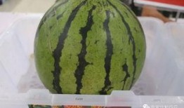 吃瓜比賽目的,吃瓜大賽，誰是瓜界王者？