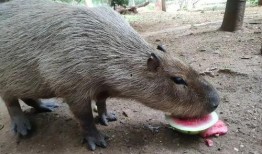 動物看人類吃瓜,動物眼中的“吃瓜群眾”