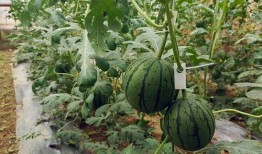 51吃瓜官網今日吃瓜,今日熱點吃瓜盤點，揭秘娛樂圈最新動態