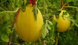 2024在線吃瓜群,揭秘網絡熱議背后的故事