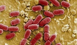 吃乳瓜胃脹,揭秘原因及預(yù)防措施