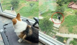 帶你吃瓜狗子吵架