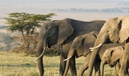 大象吃哈密瓜,揭秘大象與哈密瓜的奇妙邂逅