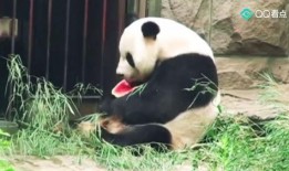 吃瓜群眾胖了嗎,吃瓜群眾體重變化大揭秘