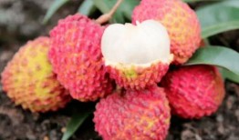 裂口瓜可以吃嗎,能否放心食用，揭秘裂口瓜的安全性