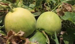 香瓜弟弟 今日吃瓜,揭秘娛樂圈新鮮事