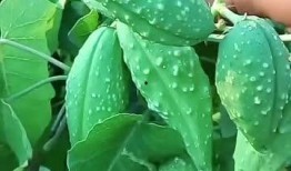 臺灣和東北吃瓜,兩岸瓜果飄香，共享甜蜜時光