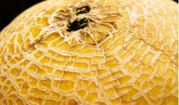 kpop吃瓜匯總2024,熱點事件盤點與幕后揭秘