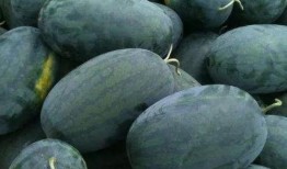 北京攝影泉吃瓜