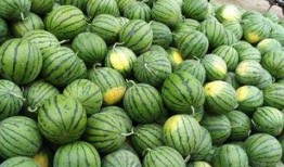 瓜農急尋找吃瓜,共享夏日甜蜜盛宴