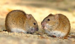 面瓜防鼠吃,有效抵御鼠害侵襲