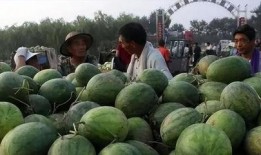 直播間吃的瓜是什么瓜,那些讓人垂涎欲滴的“瓜”