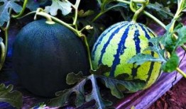 吃瓜的季節(jié)又來了,跟隨季節(jié)的腳步，暢享清涼美味