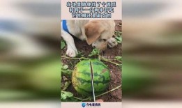 吃瓜被狗搶了,吃瓜被狗搶，一場意外的歡樂鬧劇