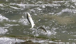 帶你吃瓜解說魚類,揭秘魚類的多樣世界