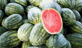 100個吃瓜,揭秘100種瓜果的奇妙世界