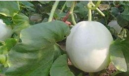 清朝吃白蘭瓜圖片大全