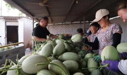 青海甜水井吃瓜,瓜果飄香，夏日避暑勝地探秘