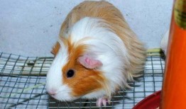 豚鼠可以吃熟瓜,熟瓜成為新寵