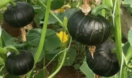 貝貝瓜的瓜囊可以吃嗎,美味可口的天然美食探索