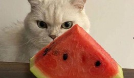 內娛吃瓜表情,揭秘娛樂圈幕后風云