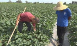 阿勒泰吃瓜視頻最新