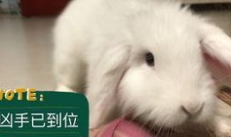 兔子吃福壽瓜嗎,探尋兔子飲食習慣之謎