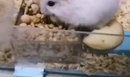 小倉鼠在吃瓜,一場(chǎng)甜蜜的味蕾之旅