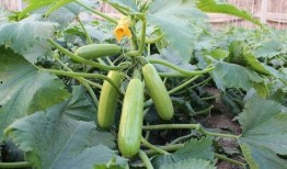 葫瓜可以吃嗎,美味與營養的雙重享受