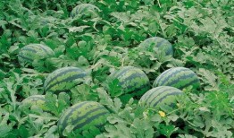 愛丁堡留學(xué)吃瓜群,揭秘留學(xué)生活那些事兒