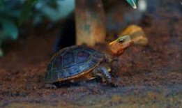 烏龜吃瓜的圖片,夏日清涼一幕