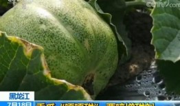 景甜瓜吃瓜群,揭秘明星幕后趣聞，粉絲互動新天地