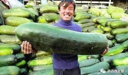 群眾吃的瓜是什么瓜,揭秘群眾熱議的“瓜”之謎