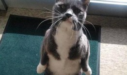 吃瓜貓熱嗎,吃瓜貓如何應對高溫挑戰？