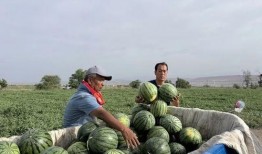 扎魯特旗吃瓜,瓜果飄香，品味民俗風(fēng)情