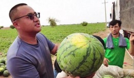 工作室吃瓜圖片欣賞,趣味橫生的歡樂時光