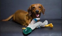 狗狗可以吃梢瓜嗎,揭秘狗狗是否可以吃梢瓜