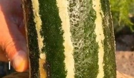 夢見吃沒甜味的瓜,吃無甜味瓜的寓意與啟示