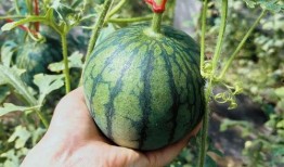 專業吃瓜滿級人類,揭秘娛樂圈幕后真相