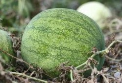 蘭州最近吃瓜事件