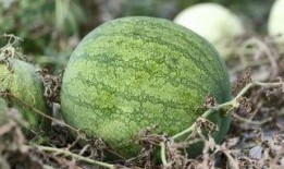 蘭州最近吃瓜事件